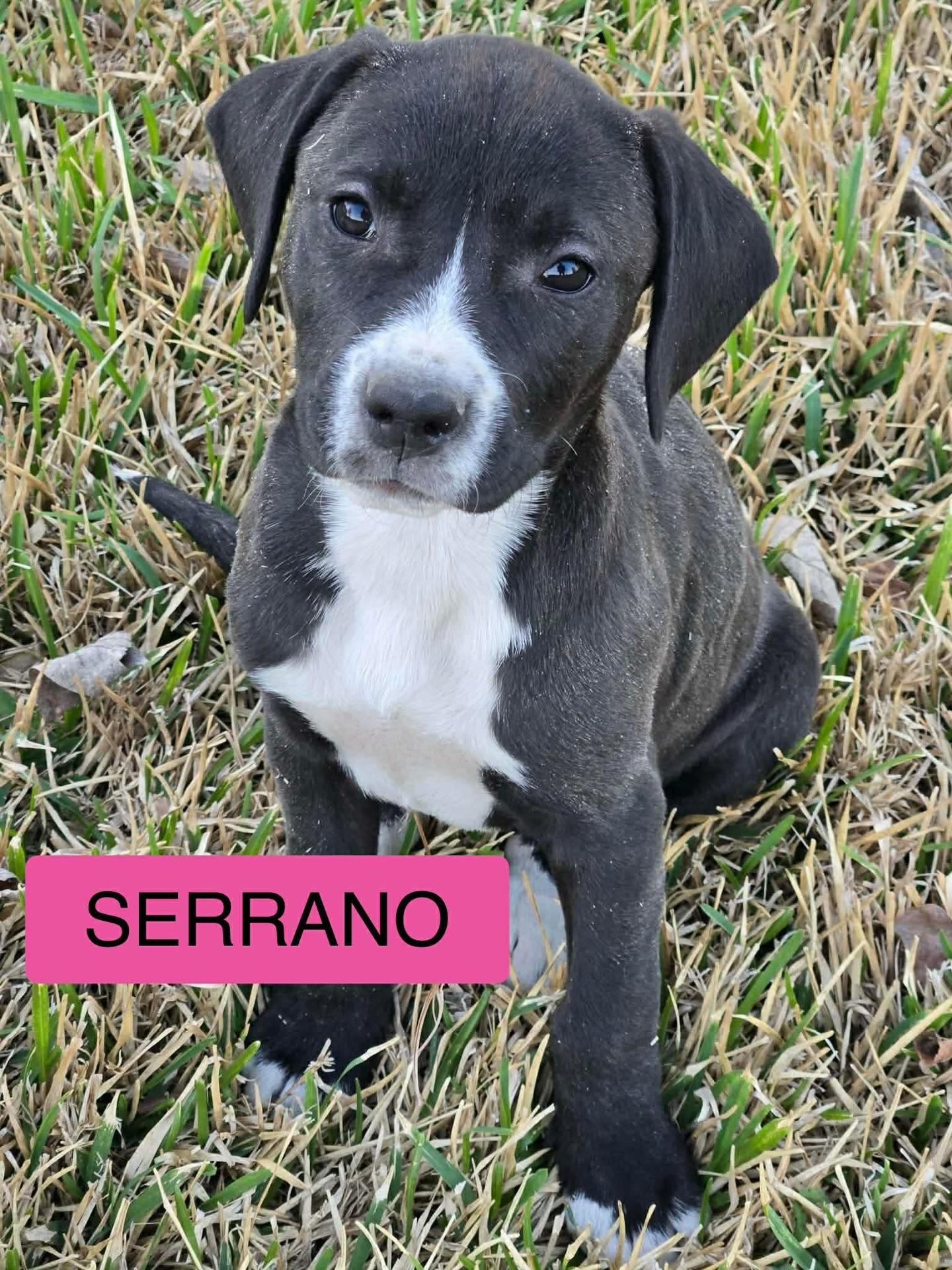 Enlarge Serrano, a ADOPTABLE mixed breed in Salem, NH image 2/4
