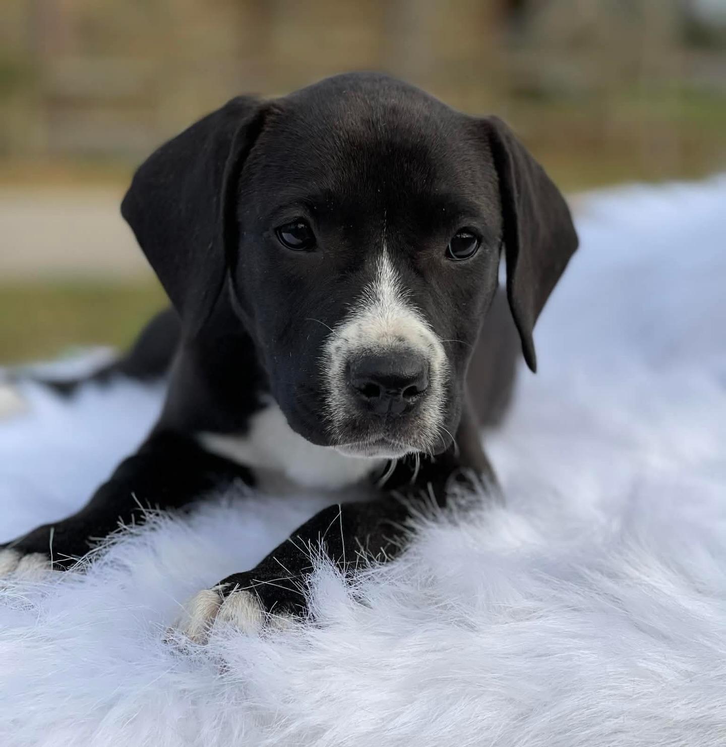 Enlarge Serrano, a ADOPTABLE mixed breed in Salem, NH image 4/4