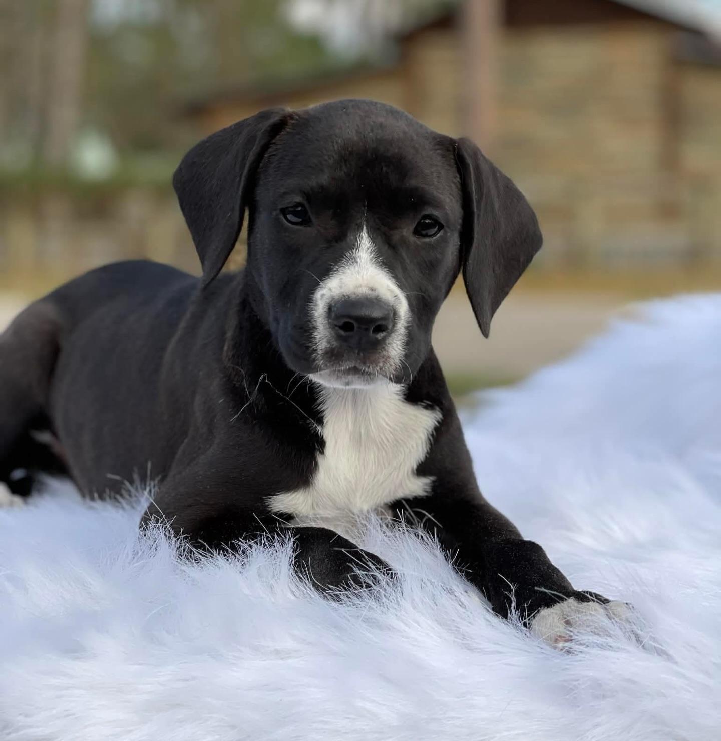 Enlarge Serrano, a ADOPTABLE mixed breed in Salem, NH image 1/4