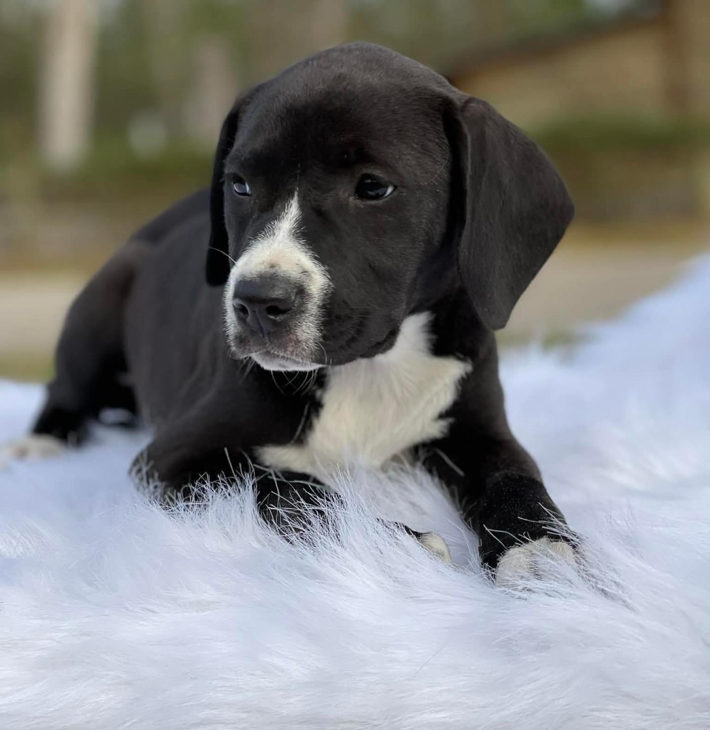 Enlarge Serrano, a ADOPTABLE mixed breed in Salem, NH image 3/4