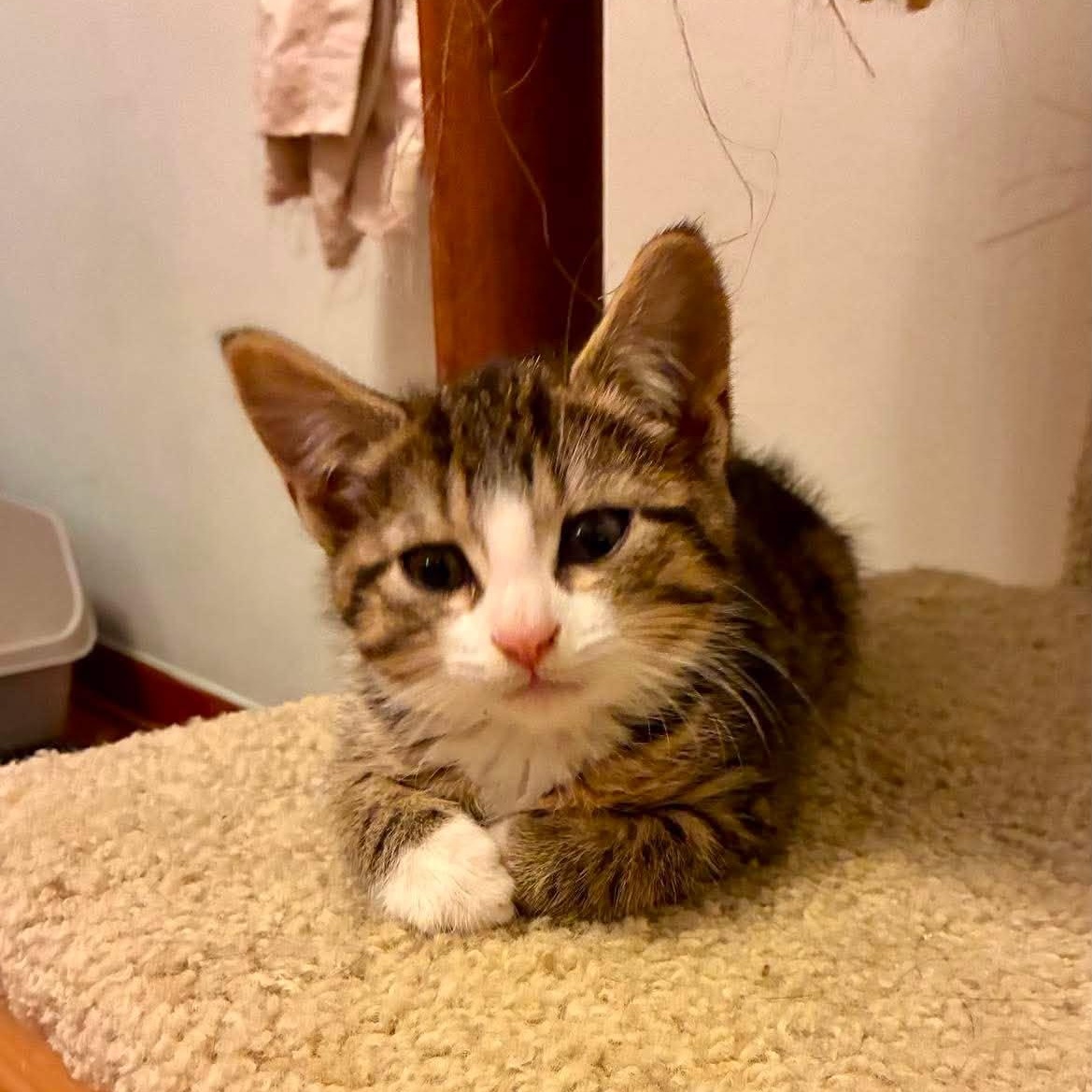 Comiskey, adoptable, Kitten Male Domestic Short Hair.