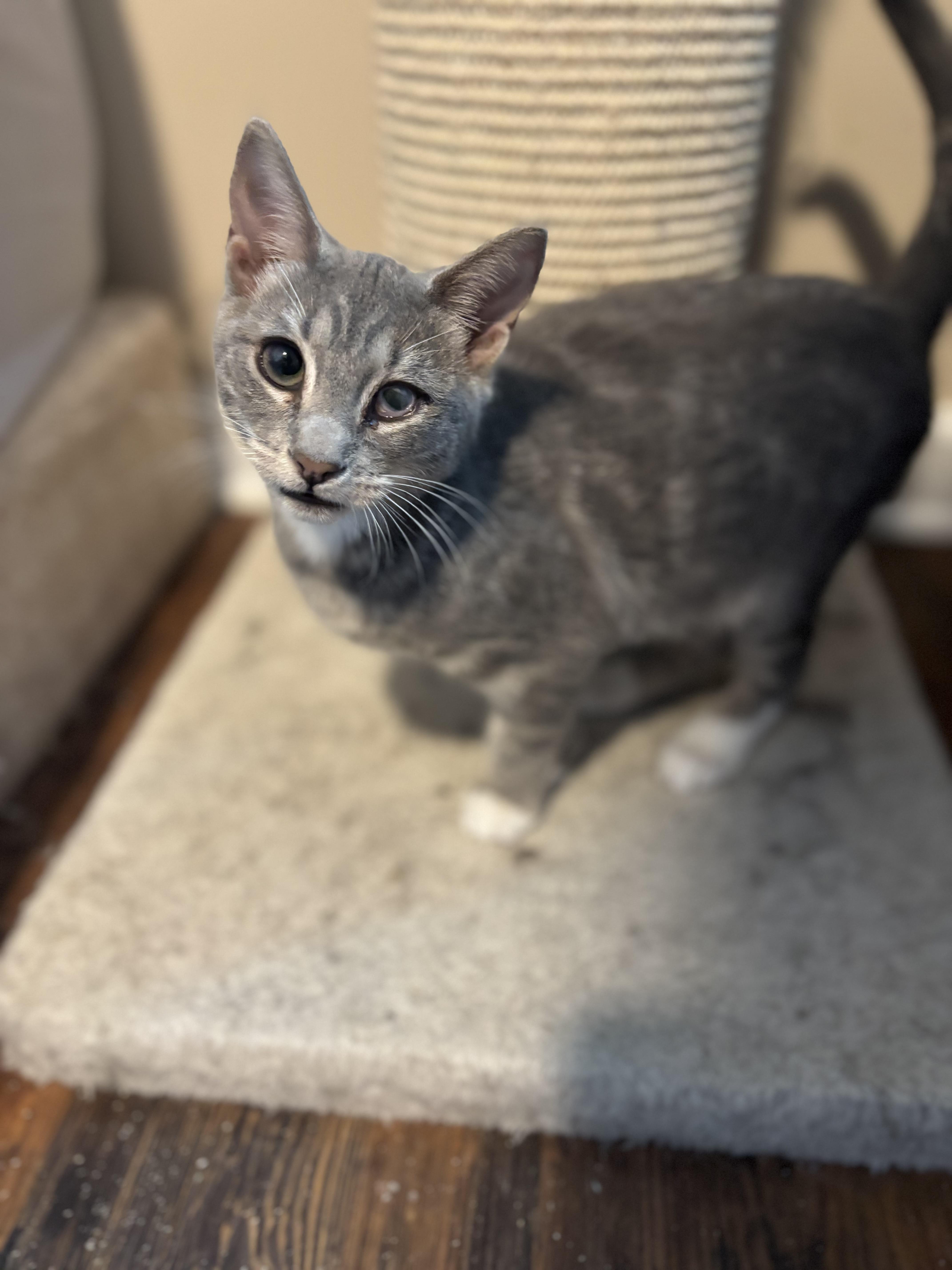 Enlarge Duet, a Adoptable Domestic Medium Hair in Woodstock, GA image 1/1