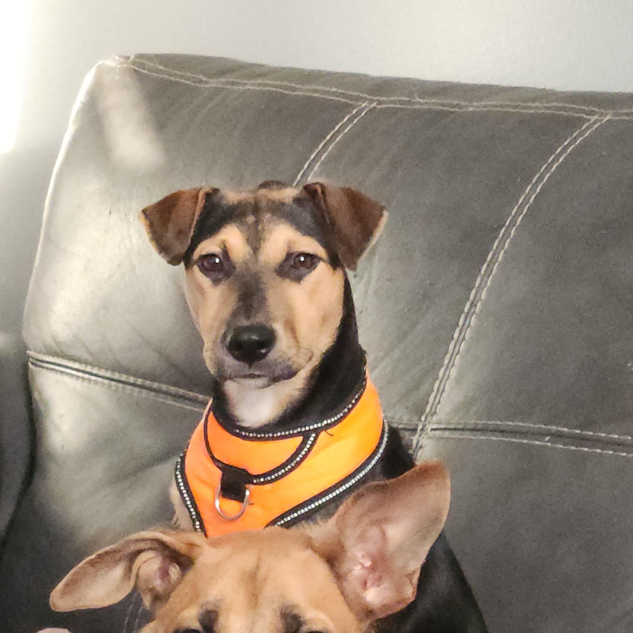 Enlarge Prada, a ADOPTABLE Mixed Breed in Annapolis, MD image 3/5