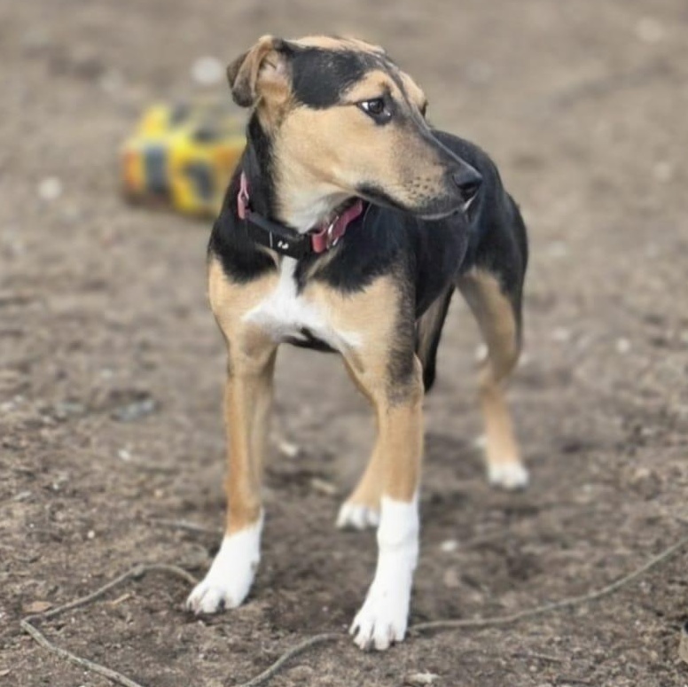 Enlarge Prada, a ADOPTABLE Mixed Breed in Annapolis, MD image 4/5