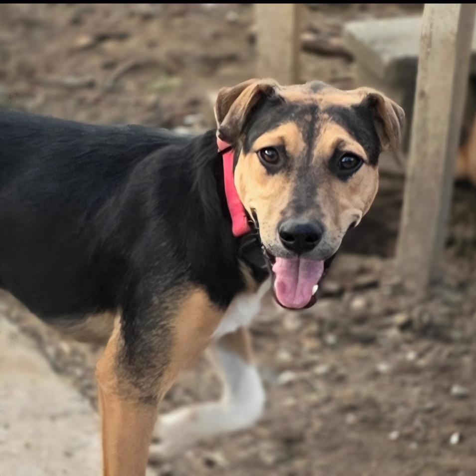 Enlarge Prada, a ADOPTABLE Mixed Breed in Annapolis, MD image 1/5