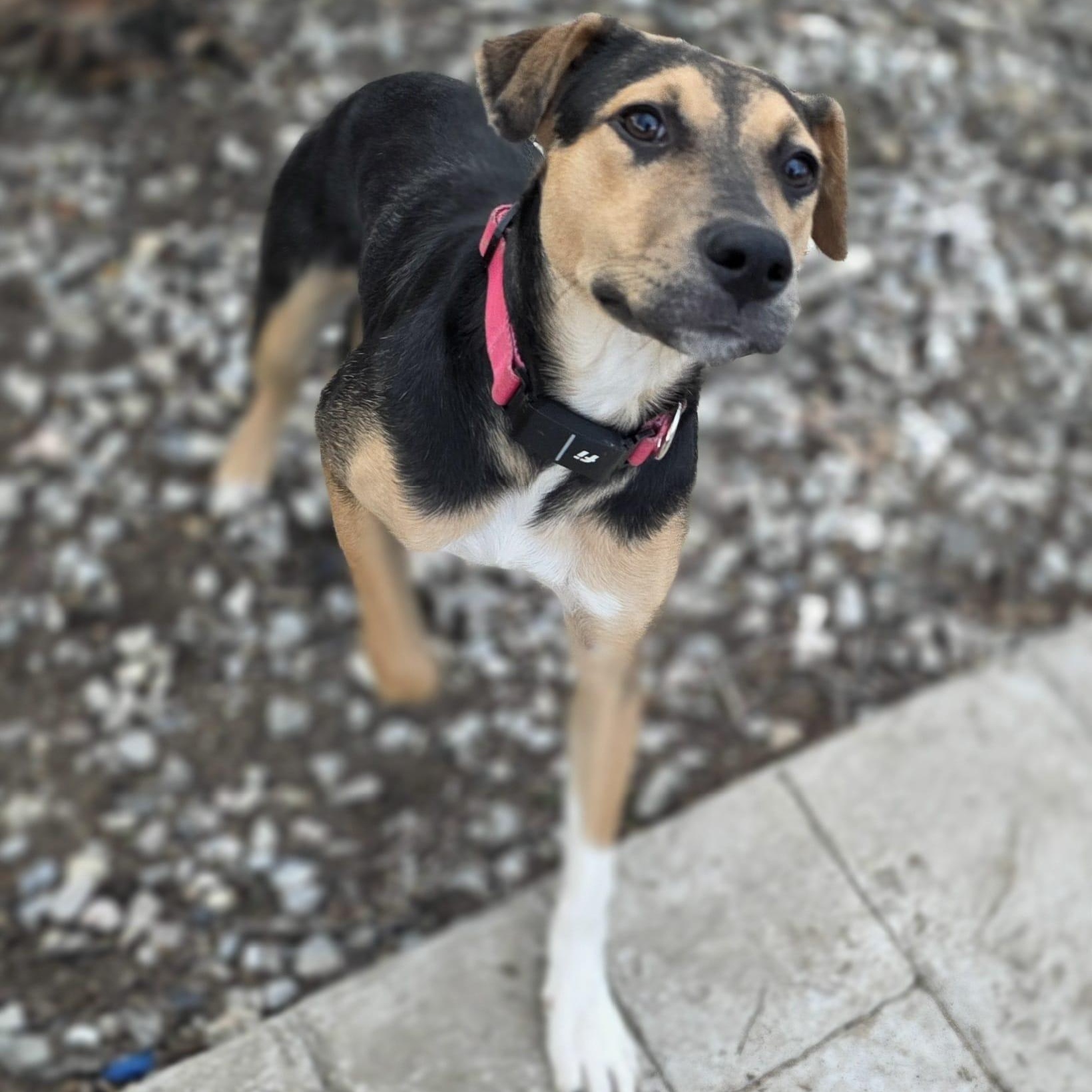 Enlarge Prada, a ADOPTABLE Mixed Breed in Annapolis, MD image 2/5