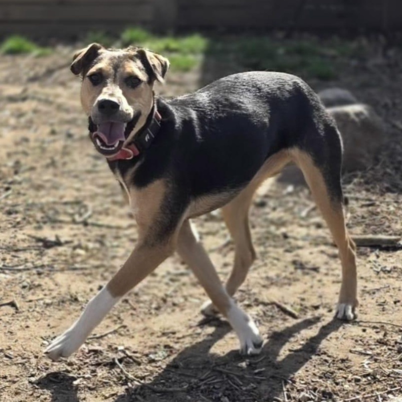 Enlarge Prada, a ADOPTABLE Mixed Breed in Annapolis, MD image 5/5