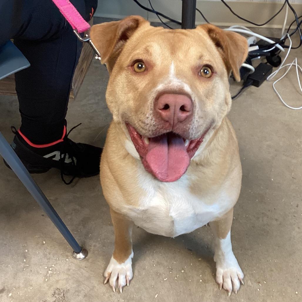 Enlarge Pearl, a Adoptable Mixed Breed in Clearwater, FL image 1/2