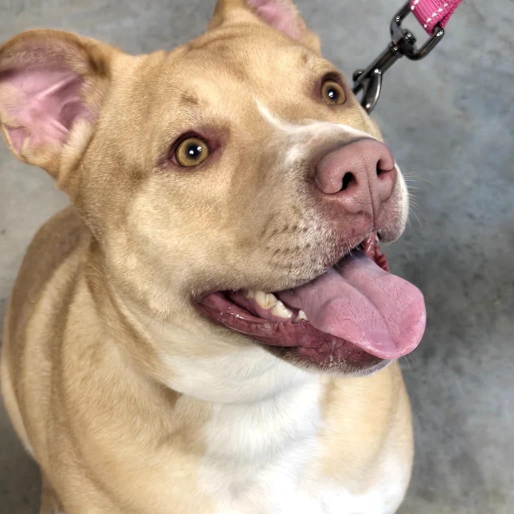 Enlarge Pearl, a Adoptable Mixed Breed in Clearwater, FL image 2/2