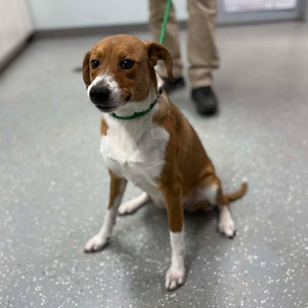 Enlarge Sunkist, a ADOPTABLE mixed breed in Bardstown, KY image 4/6