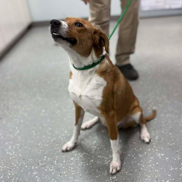 Enlarge Sunkist, a ADOPTABLE mixed breed in Bardstown, KY image 6/6