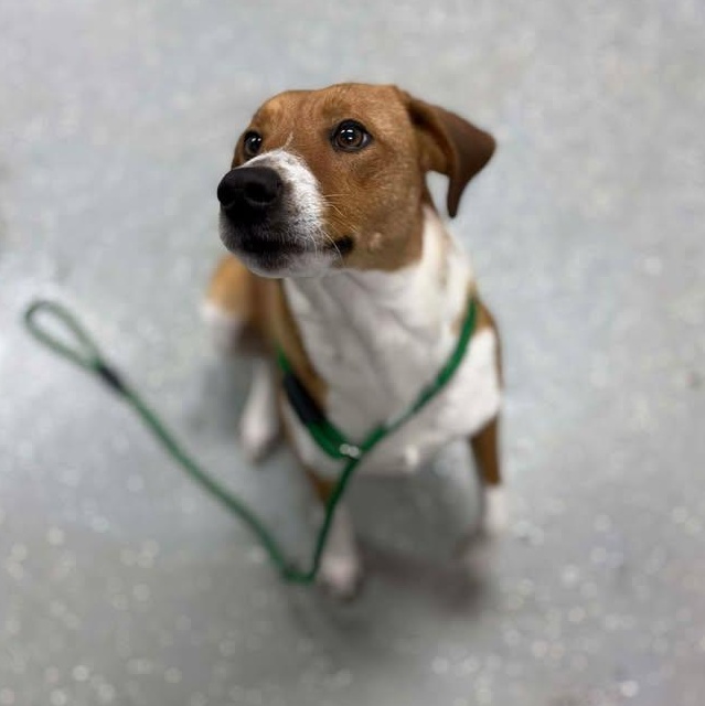 Sunkist, ADOPTABLE, Adult Female Terrier.