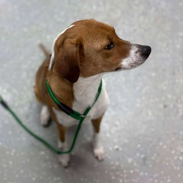 Enlarge Sunkist, a ADOPTABLE mixed breed in Bardstown, KY image 5/6