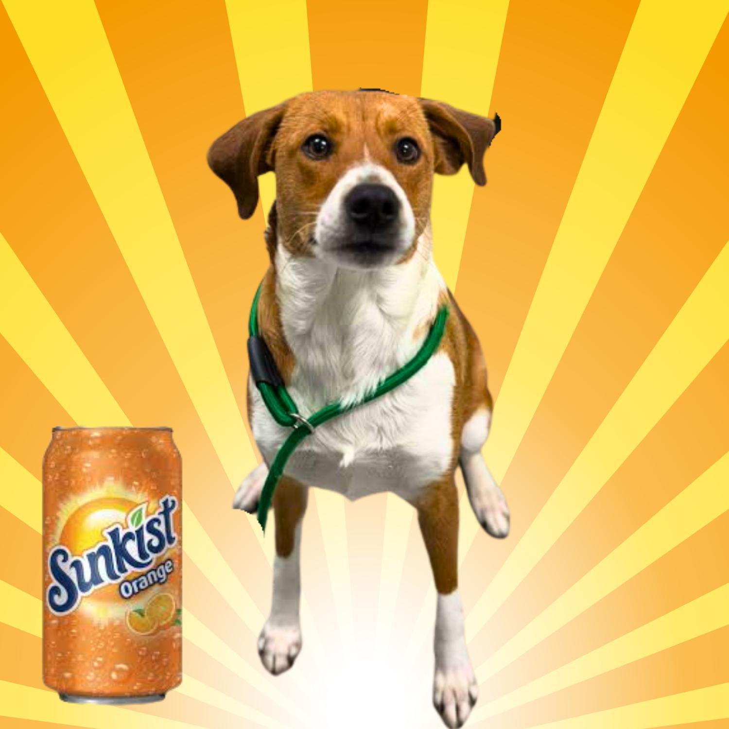 Enlarge Sunkist, a ADOPTABLE mixed breed in Bardstown, KY image 2/6