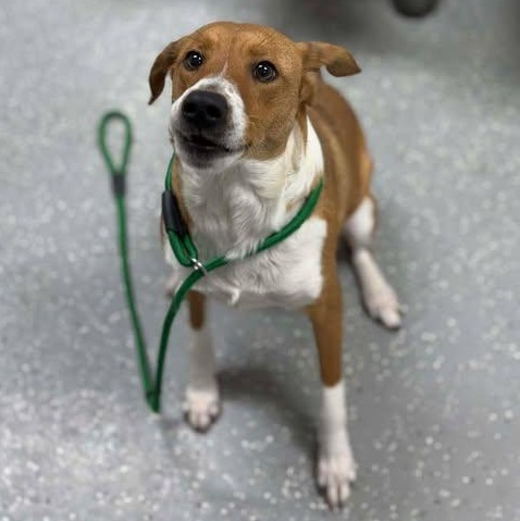 Enlarge Sunkist, a ADOPTABLE mixed breed in Bardstown, KY image 3/6