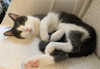 Enlarge Buddy, a Adoptable mixed breed in New York, NY image 2/6