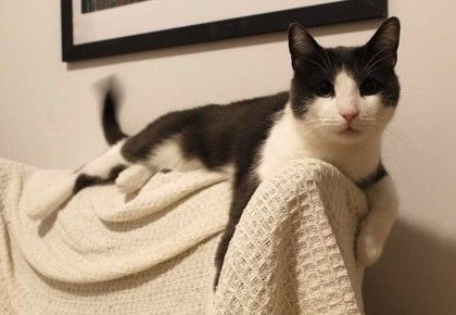 Enlarge Buddy, a Adoptable mixed breed in New York, NY image 5/6