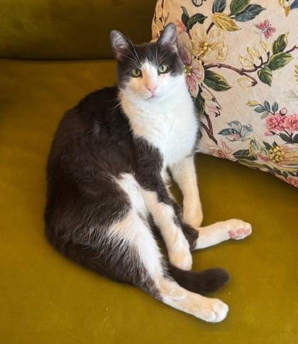 Buddy, Adoptable, Young Male Domestic Short Hair.