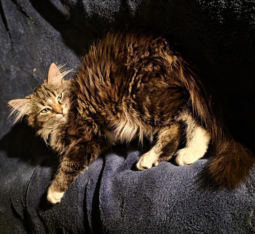 Princess Gwendolyn thumbnail 2