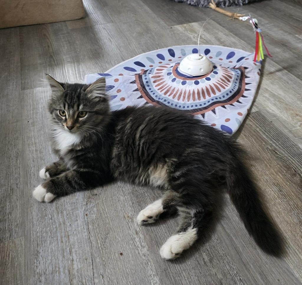 Princess Gwendolyn thumbnail 4