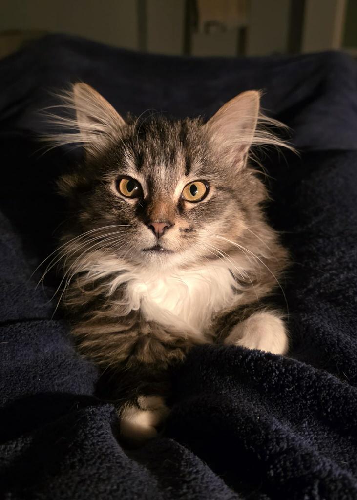 Princess Gwendolyn thumbnail 5