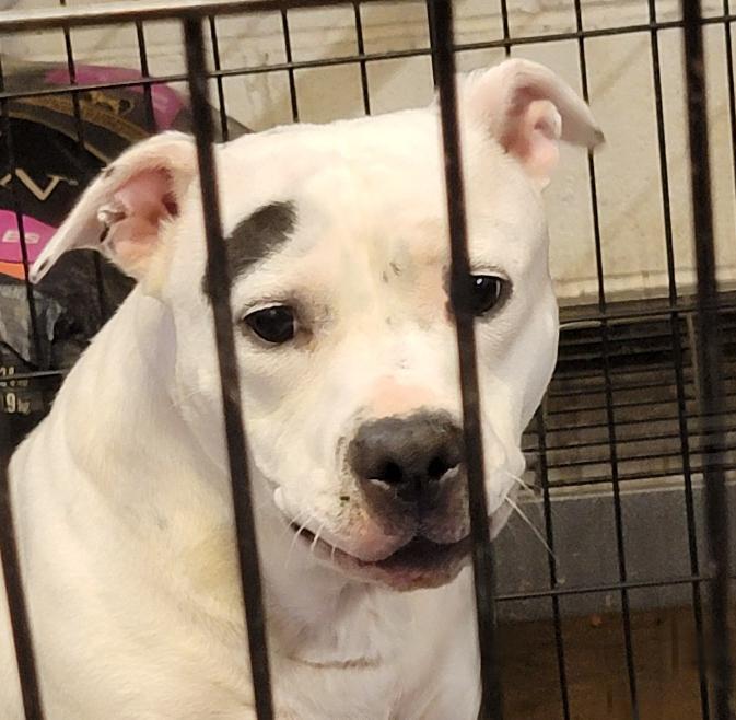 Enlarge Savannah (Spayed) (Photos 8/11/2025) (In Foster to Adopt), a Adopted mixed breed in Marietta, OH image 5/6
