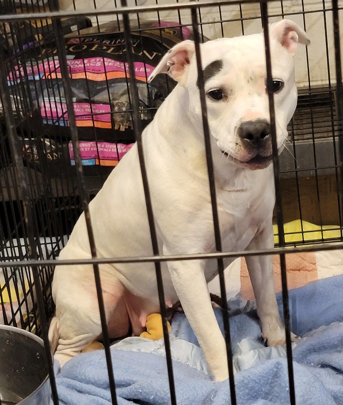 Savannah (Spayed) (Photos 8/11/2025) (In Foster to Adopt), Adopted, Adult Female Pit Bull Terrier.