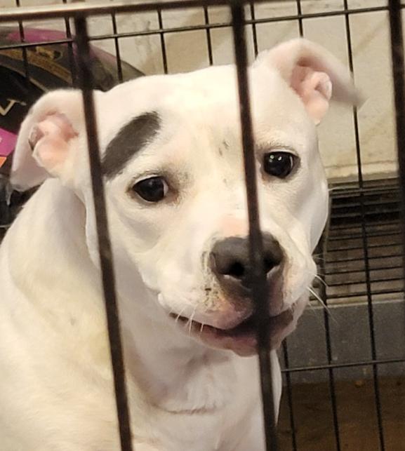 Enlarge Savannah (Spayed) (Photos 8/11/2025) (In Foster to Adopt), a Adopted mixed breed in Marietta, OH image 4/6