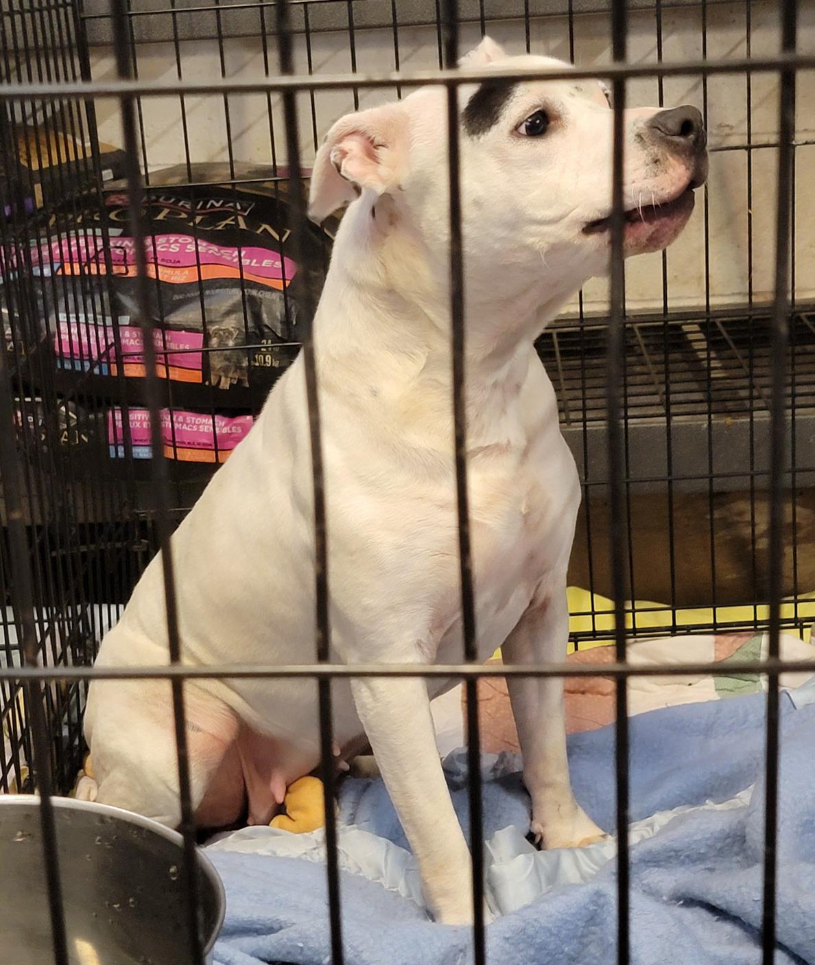 Enlarge Savannah (Spayed) (Photos 8/11/2025) (In Foster to Adopt), a Adopted mixed breed in Marietta, OH image 2/6