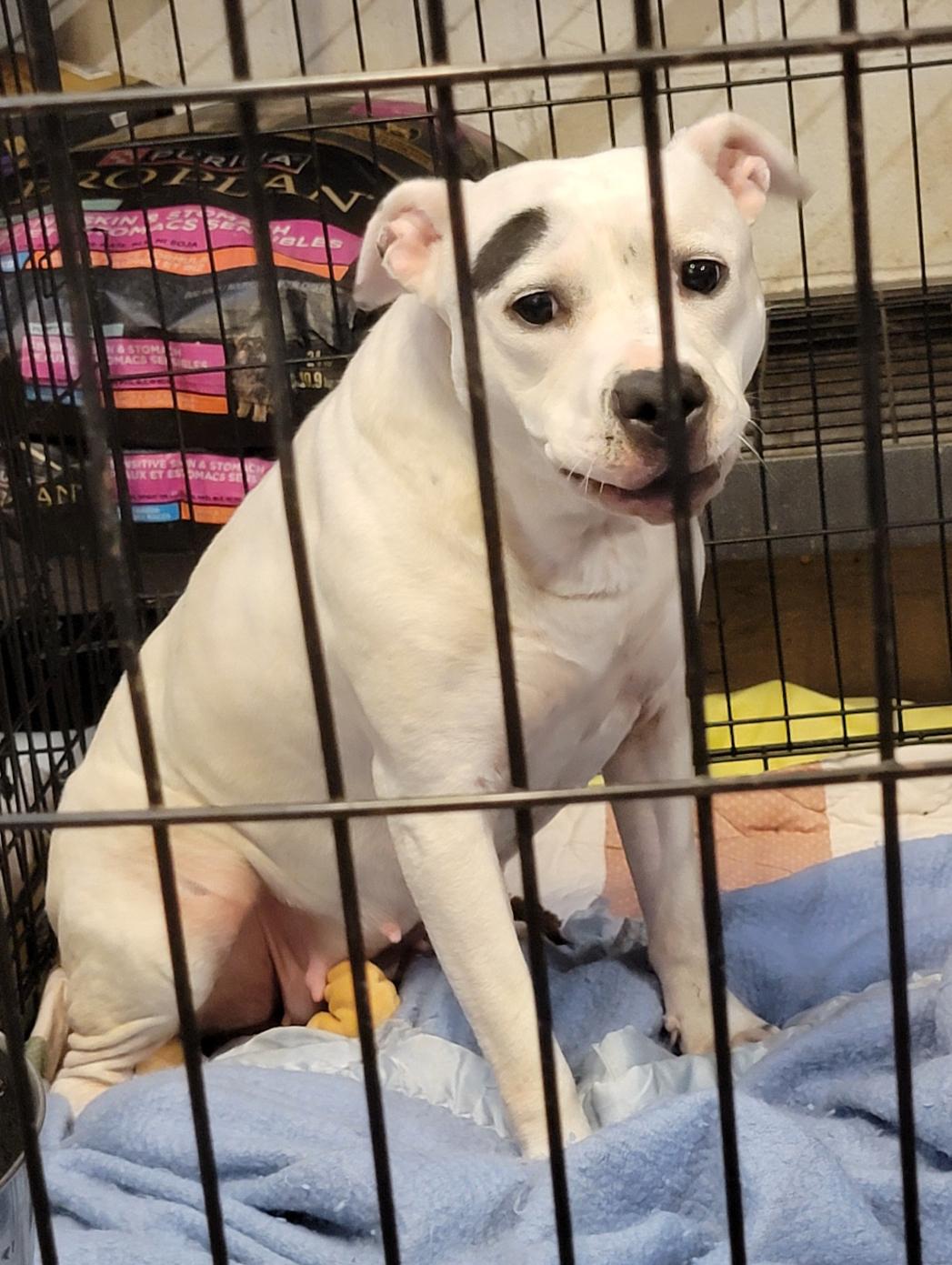 Enlarge Savannah (Spayed) (Photos 8/11/2025) (In Foster to Adopt), a Adopted mixed breed in Marietta, OH image 3/6