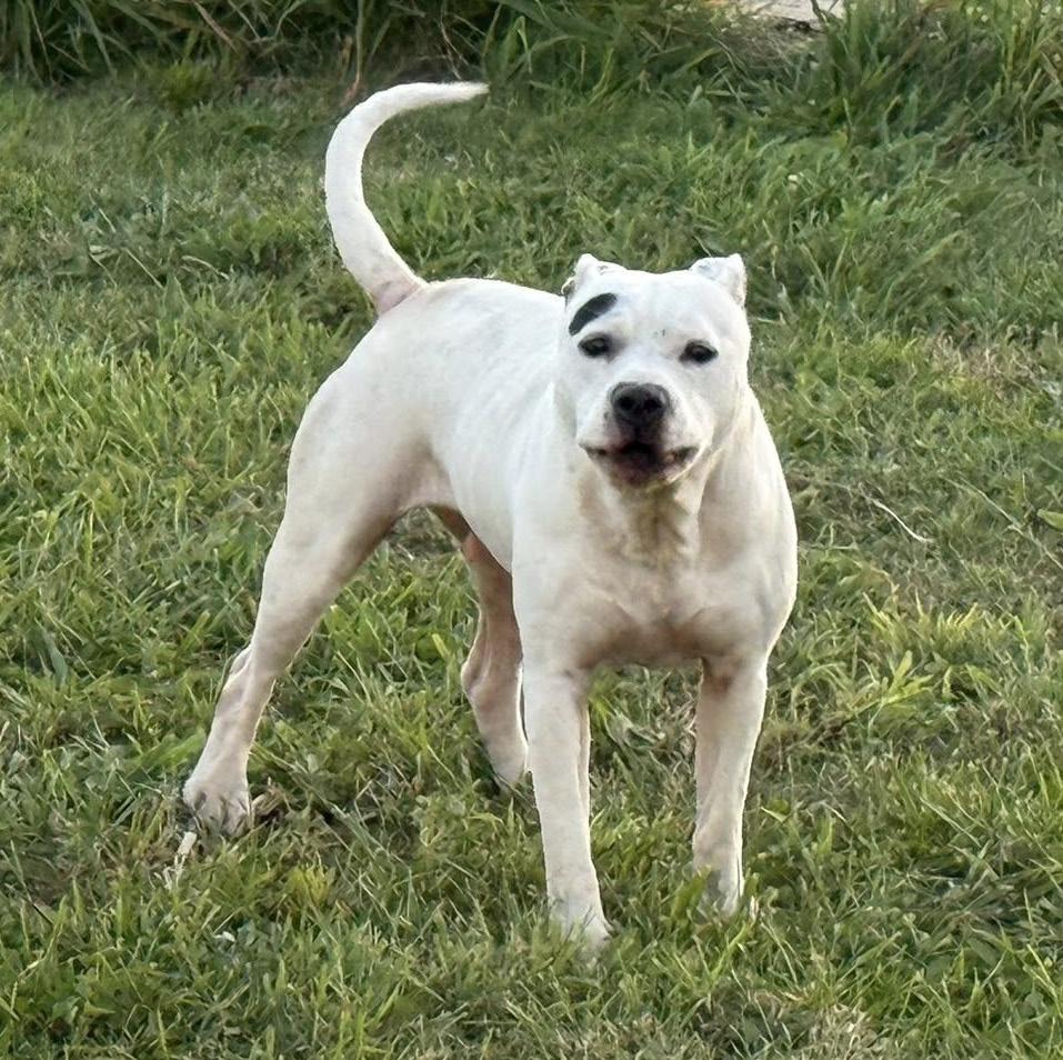Enlarge Savannah (Spayed) (Photos 8/11/2025) (In Foster to Adopt), a Adopted mixed breed in Marietta, OH image 6/6