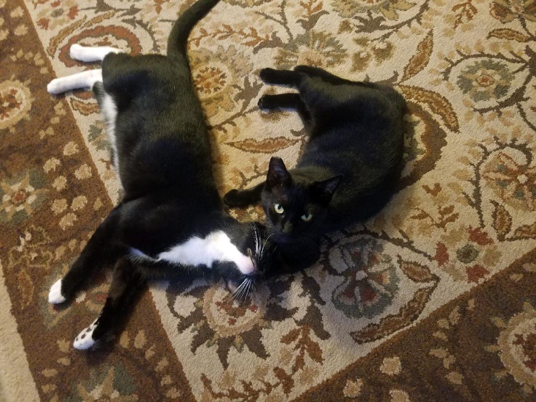 Mama, Adoptable, Young Female Domestic Short Hair.