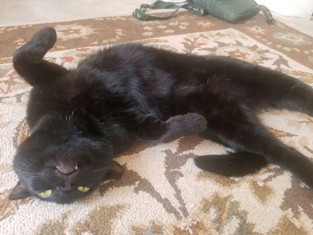 Mama, a Adoptable Domestic Short Hair in Rancho Palos Verdes, CA image 4/11