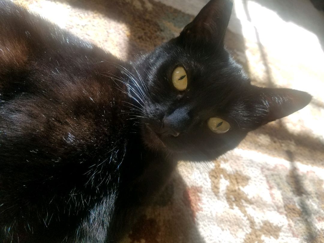 Mama, a Adoptable Domestic Short Hair in Rancho Palos Verdes, CA image 5/11