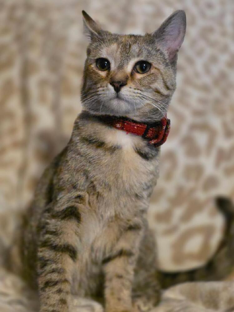 Enlarge Willow, a Adoptable mixed breed in Mooresville, NC image 1/5