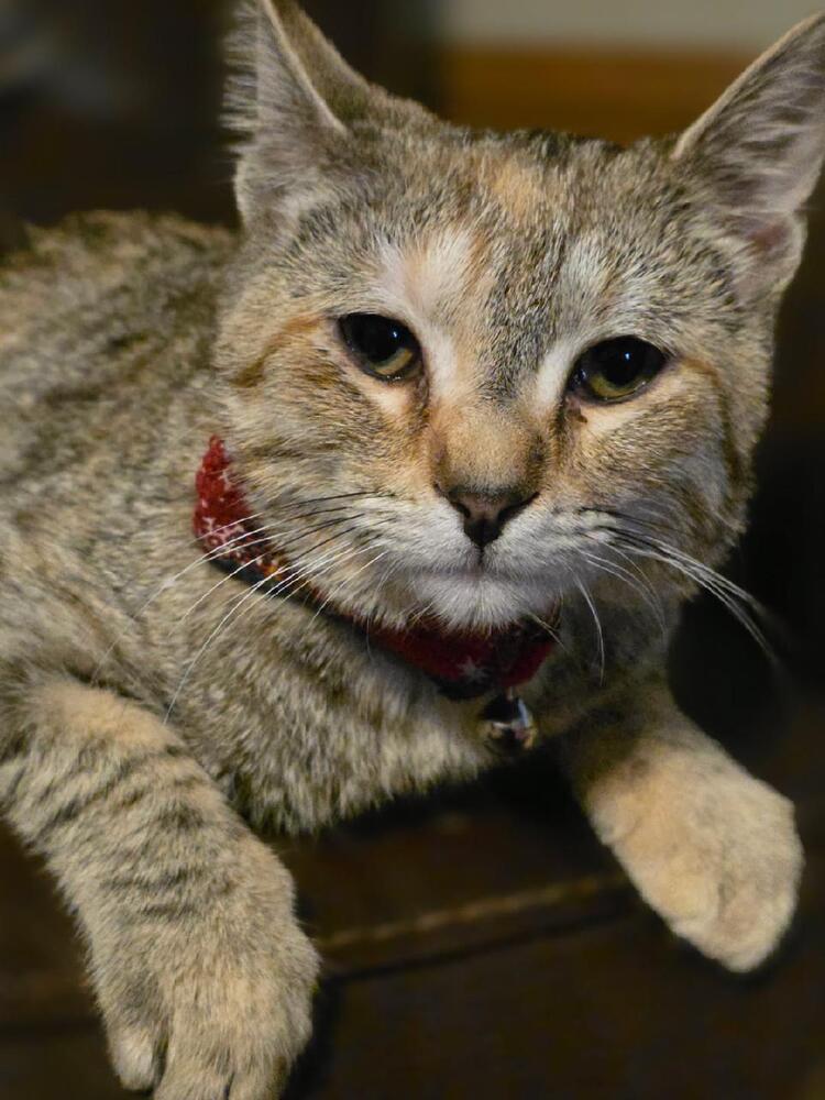 Enlarge Willow, a Adoptable mixed breed in Mooresville, NC image 2/5