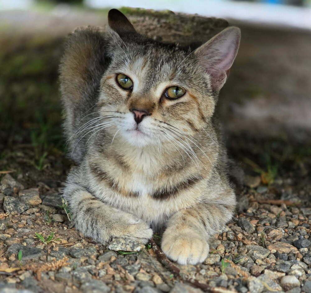 Enlarge Willow, a Adoptable mixed breed in Mooresville, NC image 3/5