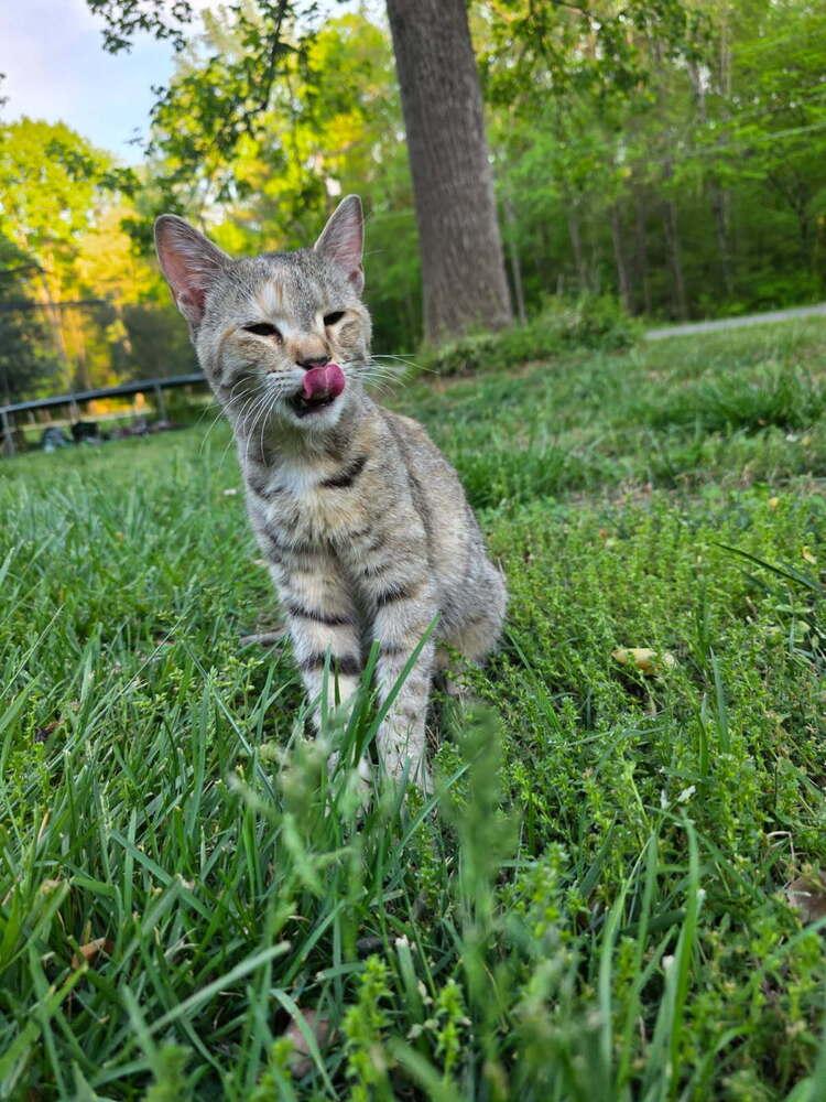Enlarge Willow, a Adoptable mixed breed in Mooresville, NC image 4/5