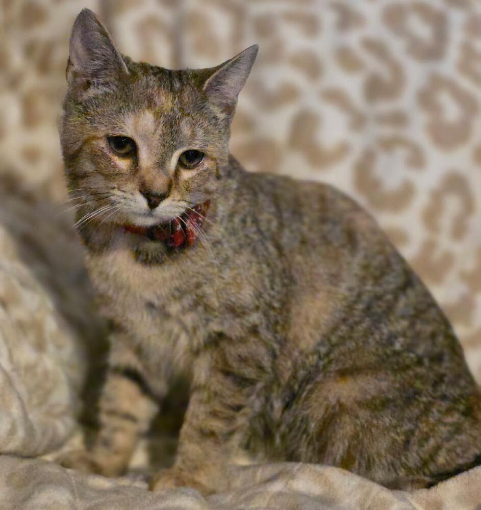 Enlarge Willow, a Adoptable mixed breed in Mooresville, NC image 5/5