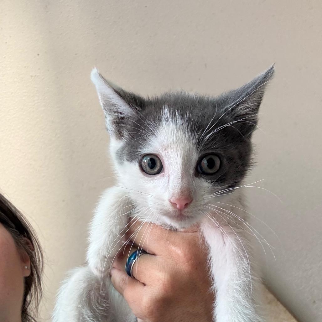 Enlarge Emerson, a Adoptable Domestic Short Hair in Yucaipa, CA image 1/1