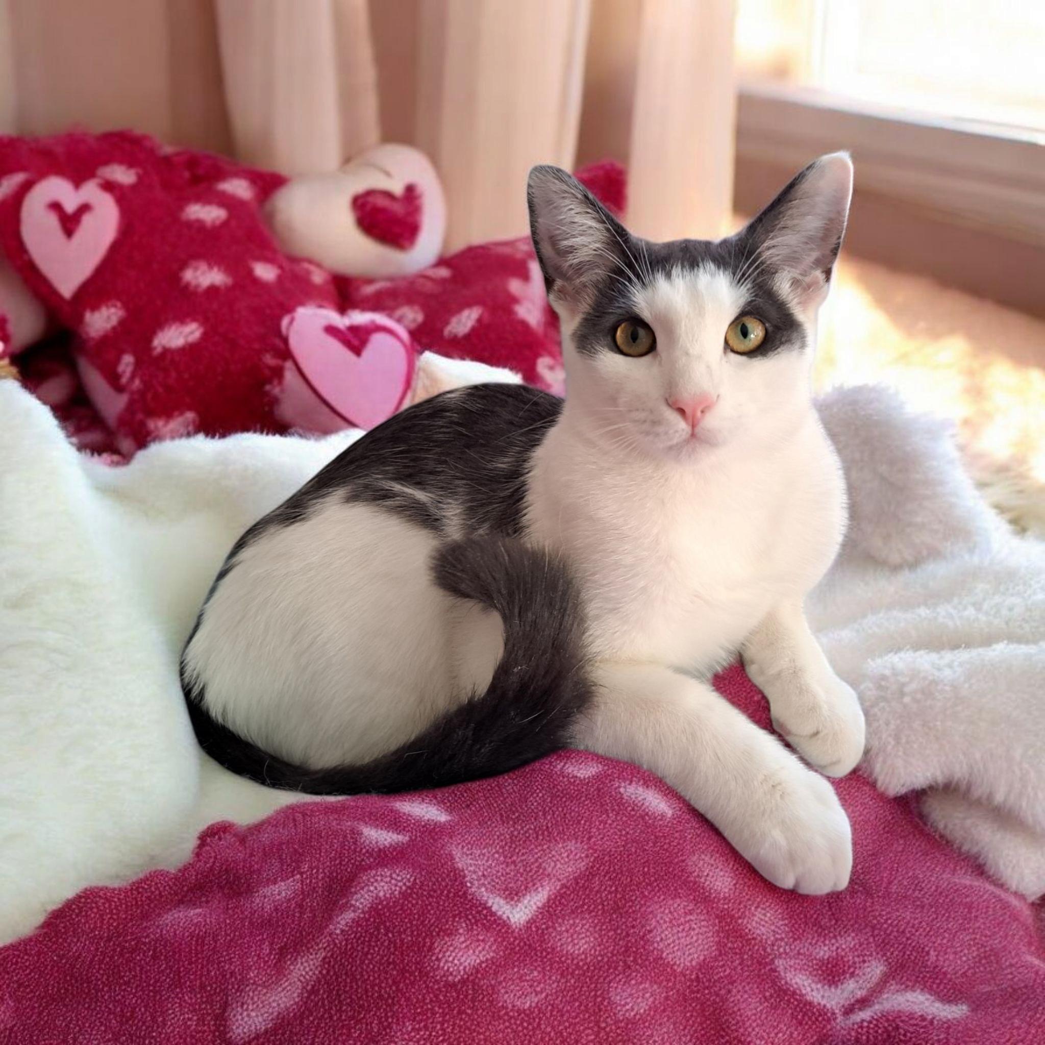 Enlarge Freddie, a Adopted mixed breed in Granite Falls, NC image 1/6