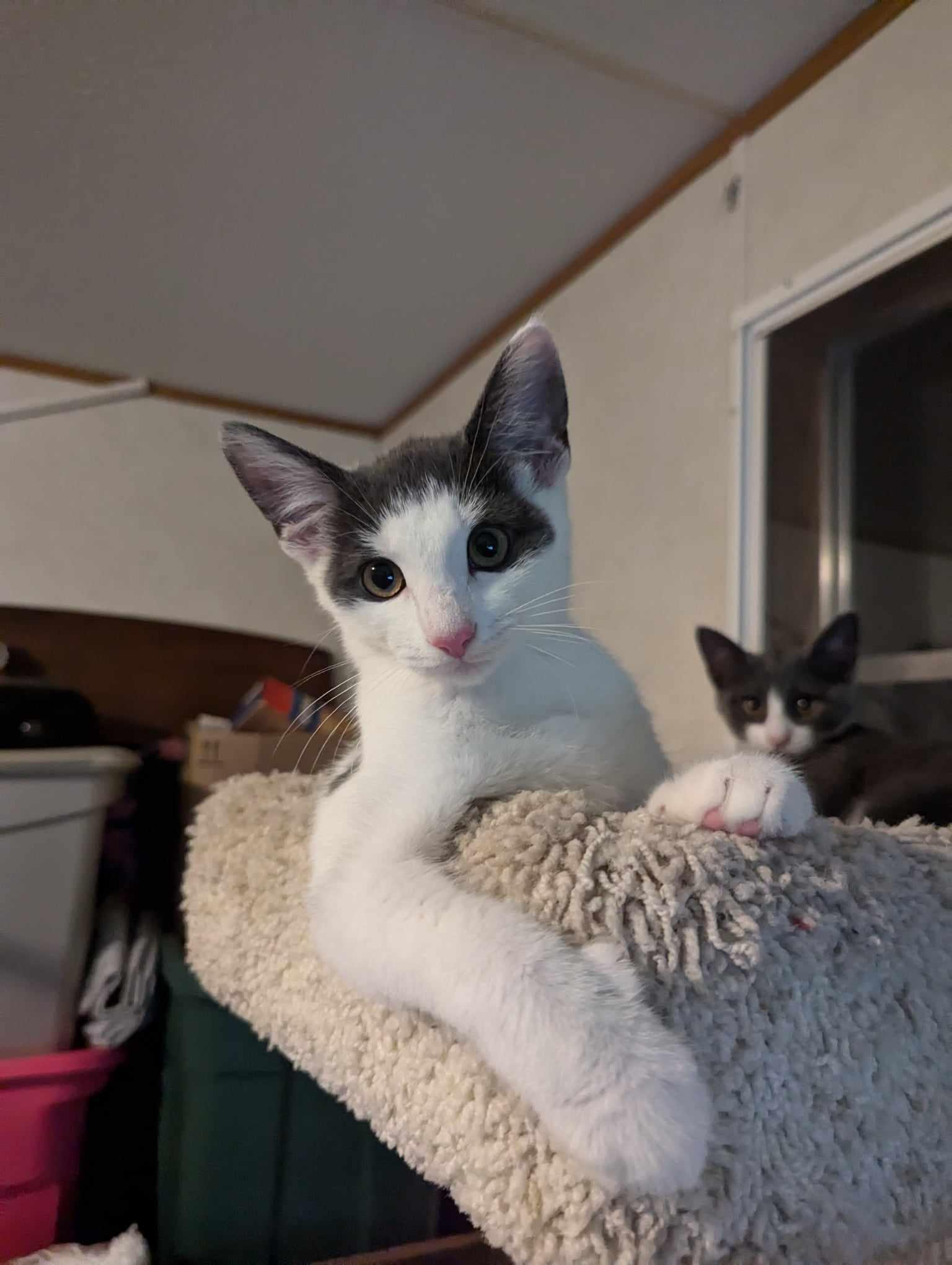 Enlarge Freddie, a Adopted mixed breed in Granite Falls, NC image 5/6