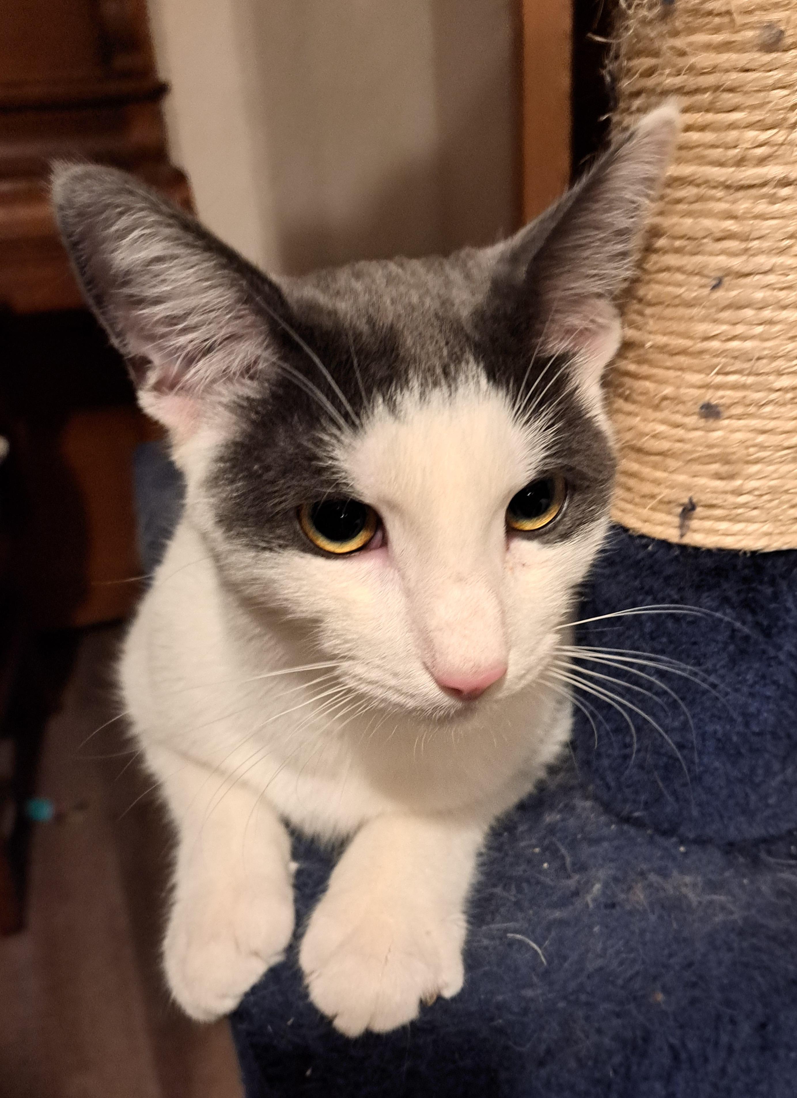 Enlarge Freddie, a Adopted mixed breed in Granite Falls, NC image 3/6