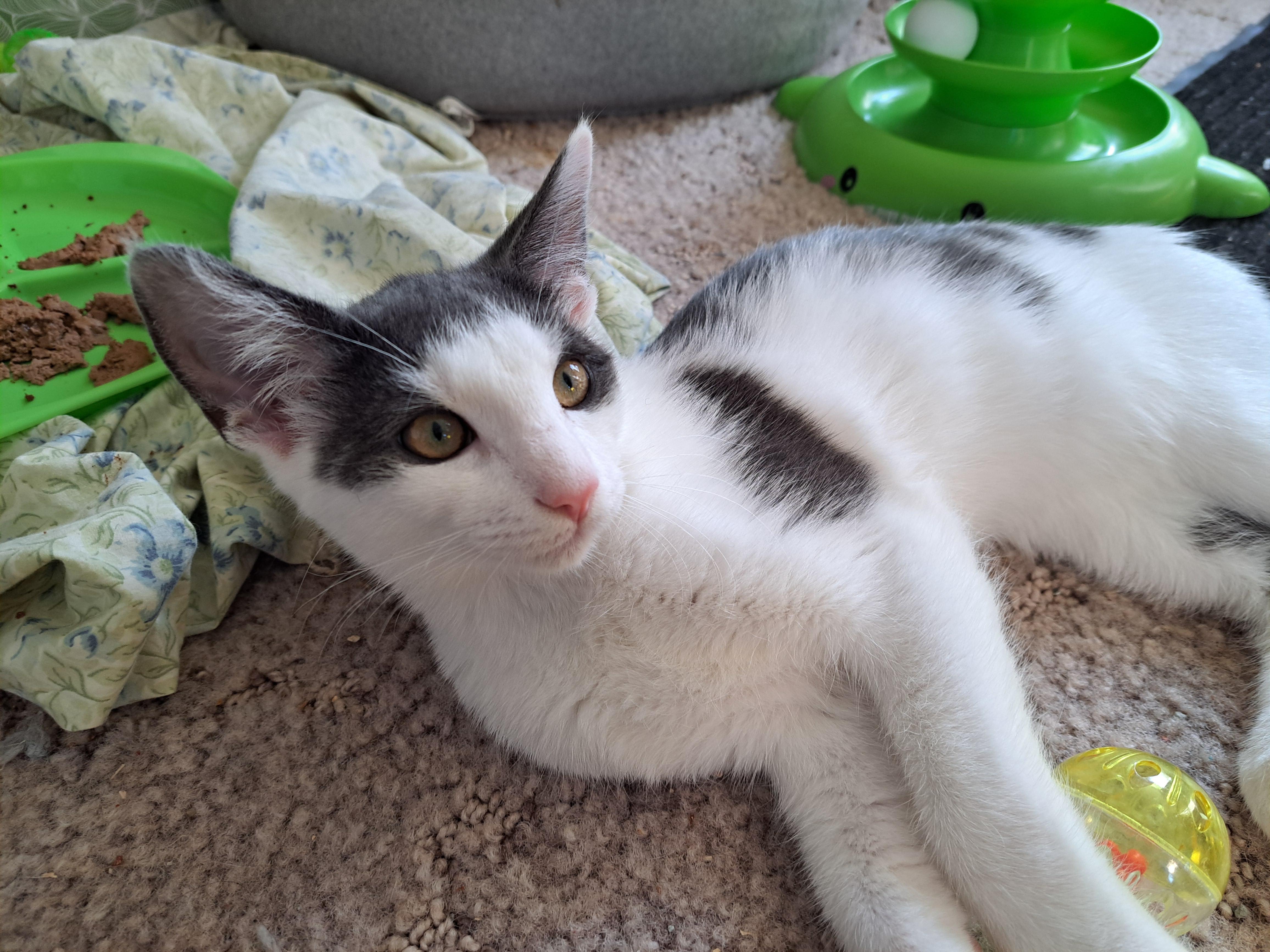 Enlarge Freddie, a Adopted mixed breed in Granite Falls, NC image 2/6