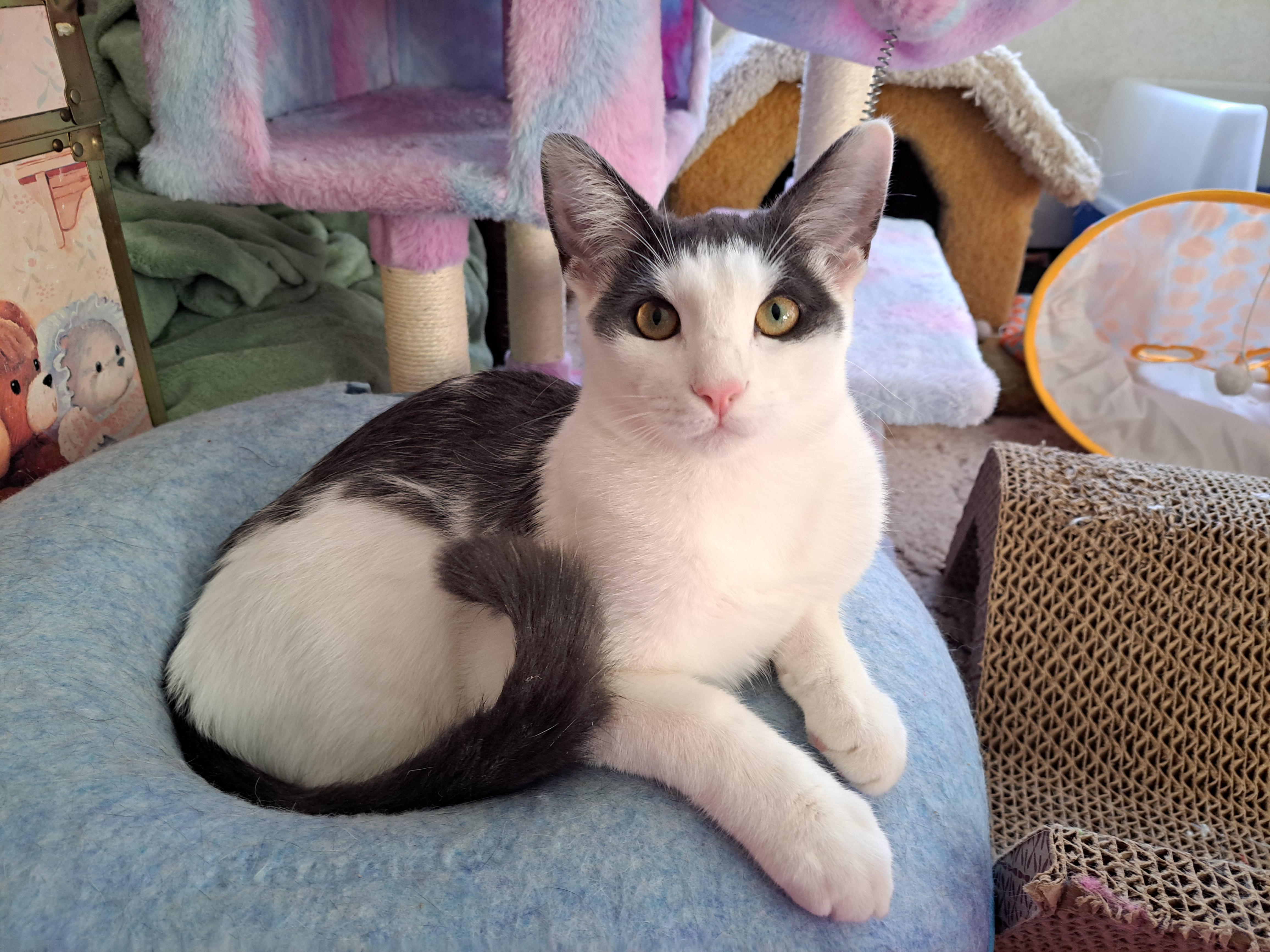 Enlarge Freddie, a Adopted mixed breed in Granite Falls, NC image 6/6