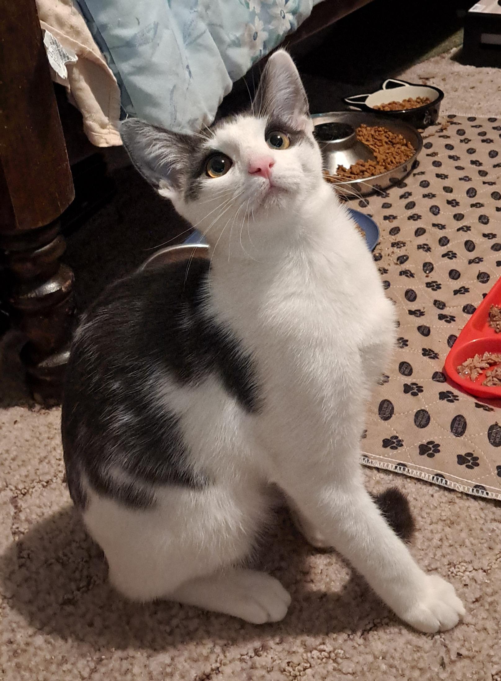 Enlarge Freddie, a Adopted mixed breed in Granite Falls, NC image 4/6