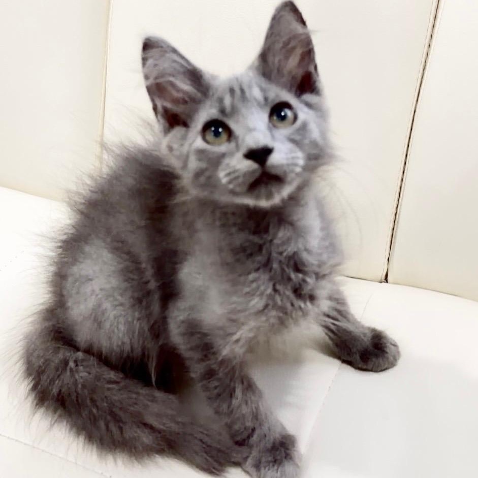 Koa, adopted, Kitten Male Maine Coon & Russian Blue.