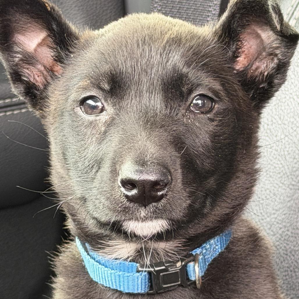 Enlarge Betty Boop, an adopted mixed breed in Greensboro, NC image 3/5