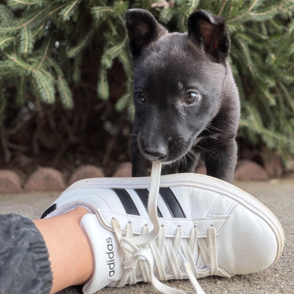 Enlarge Betty Boop, an adopted mixed breed in Greensboro, NC image 2/5