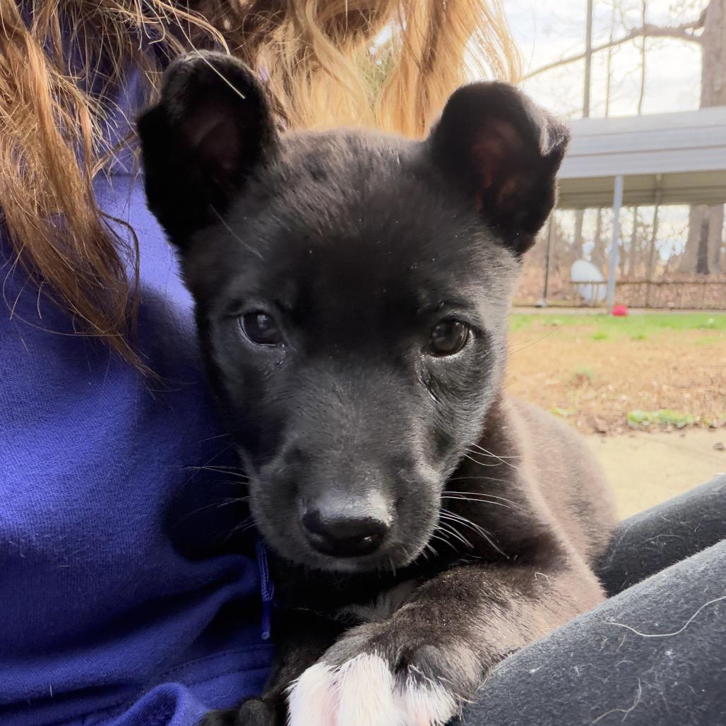 Enlarge Betty Boop, an adopted mixed breed in Greensboro, NC image 1/5